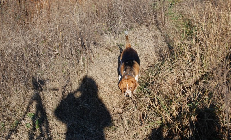 EL PERRO