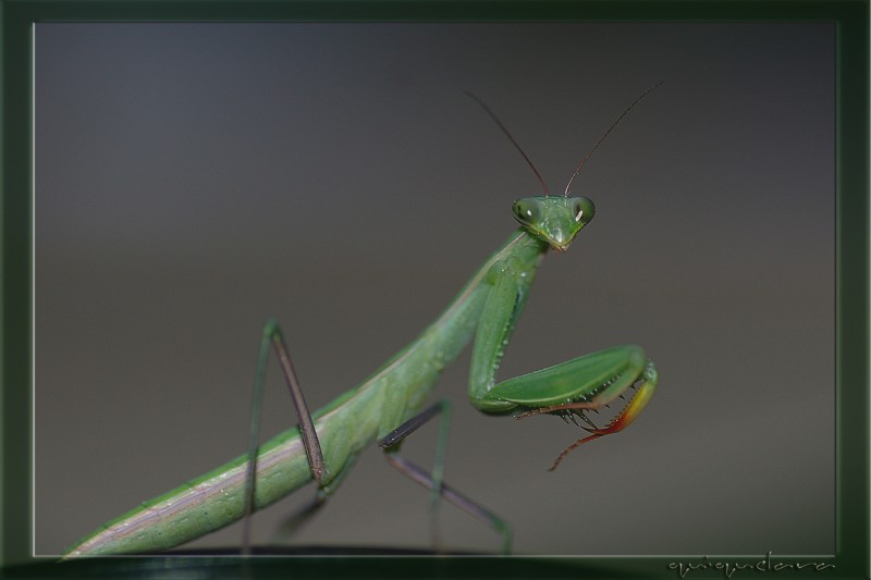 Mantis Religiosa