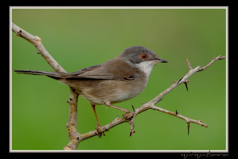 Curruca Cabecinegra