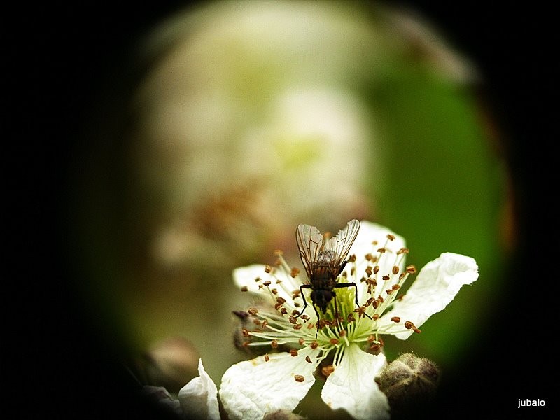 flor y mosca