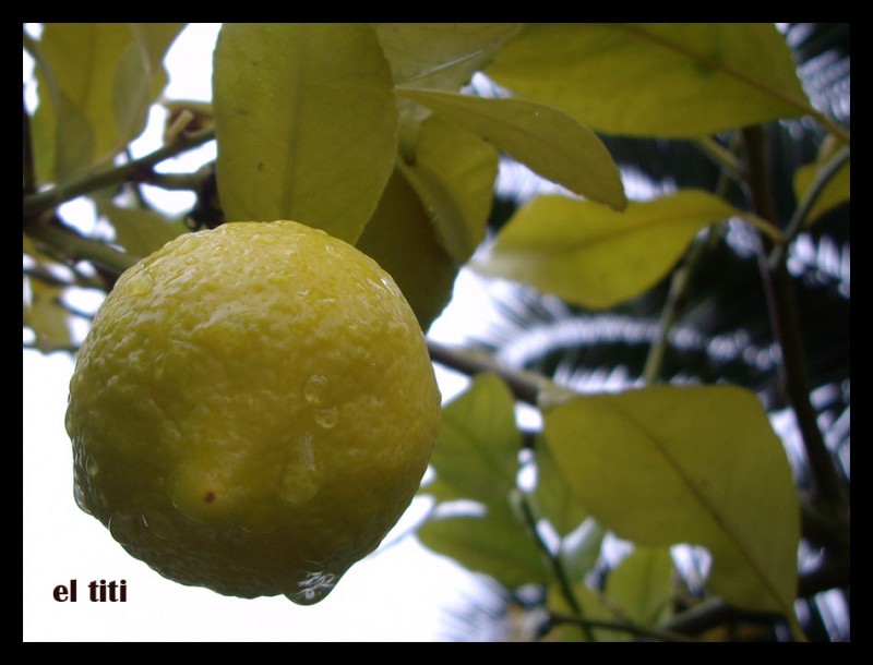 un limon