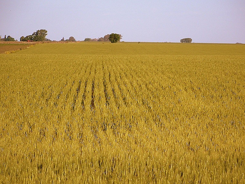 Trigal de Noviembre/08