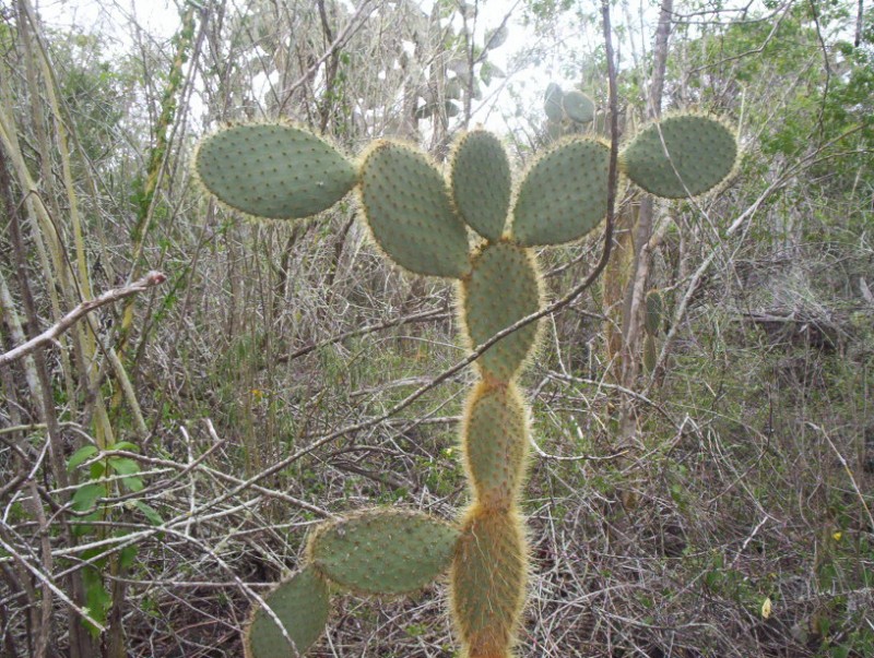 CAPTUS DE GALAPAGOS