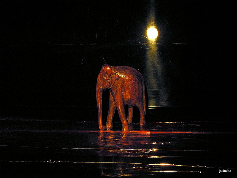 elefante 1
