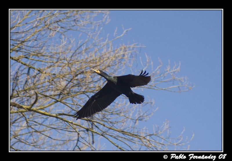 Cormorn Grande (Phalacrocorax carbo) II