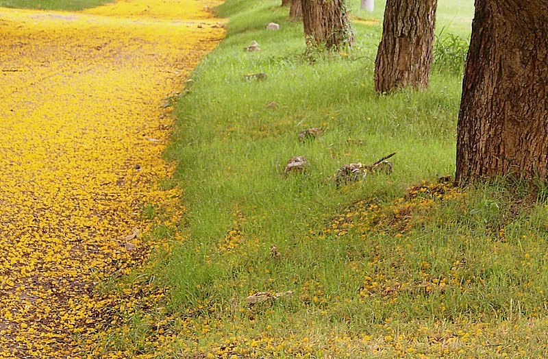 Amarillo flor de