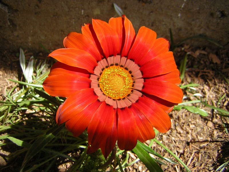 Esta flor pidio fotografiarse