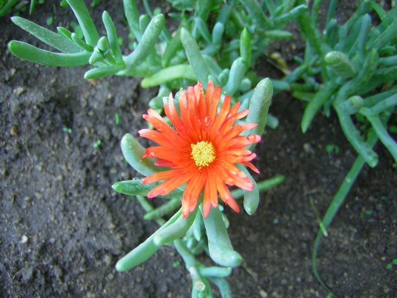 Esta flor les saluda con su color