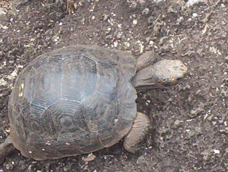 GALAPAGOS DE LAS GALAPAGOS