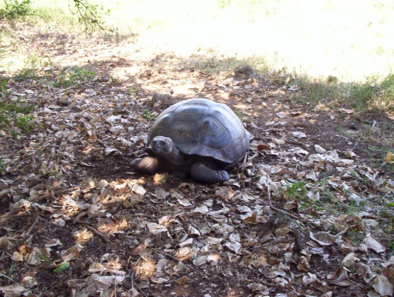 GALAPAGOS DE LAS GALAPAGOS