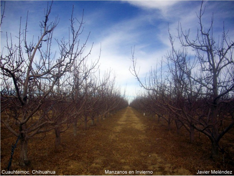 Manzanos en invierno