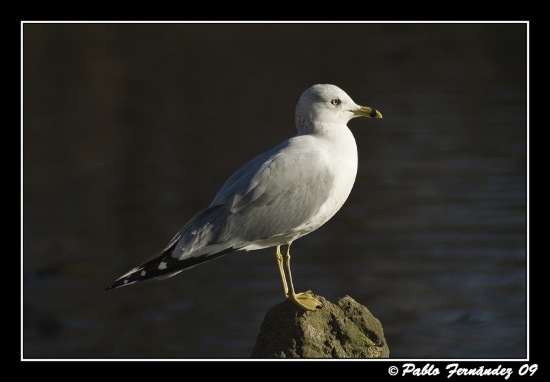 Para mi amigo Bilortas: Gaviota de Delaware (Larus delawarensis)