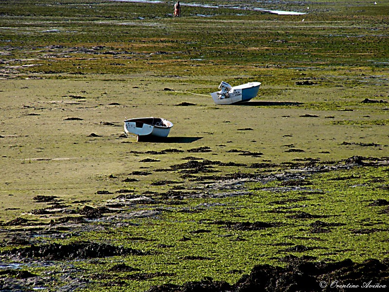 Huerfanas de mar