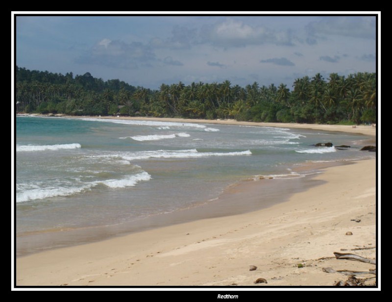 Una amplia playa de Sri Lanka bordeada de cocoteros