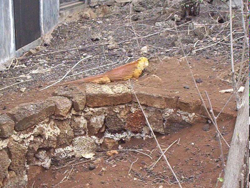 IGUANA TERRESTRE