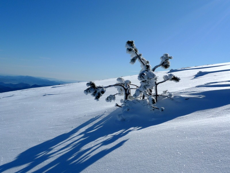 sobreviviendo a su sombra