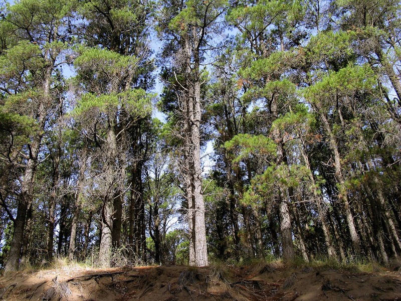 BOSQUE DEL PINO