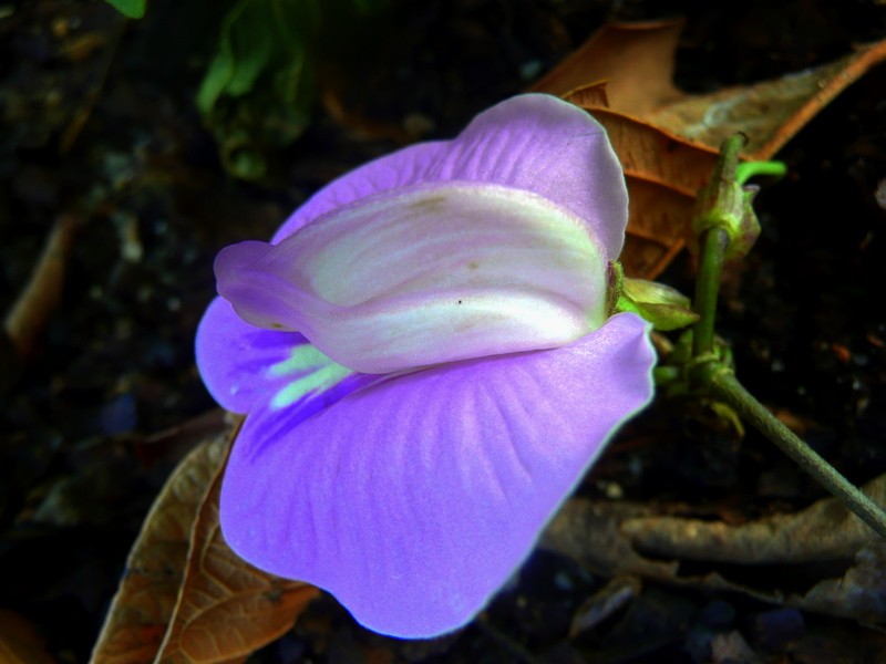 CARACOLI