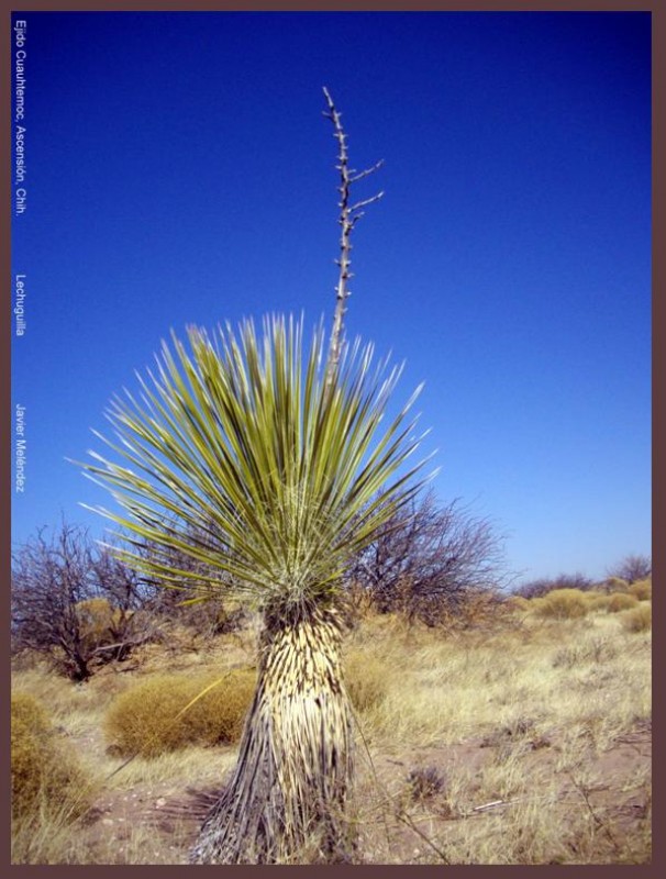 Lechuguilla