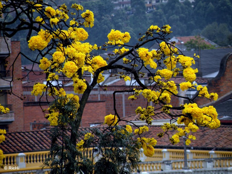 amarillo