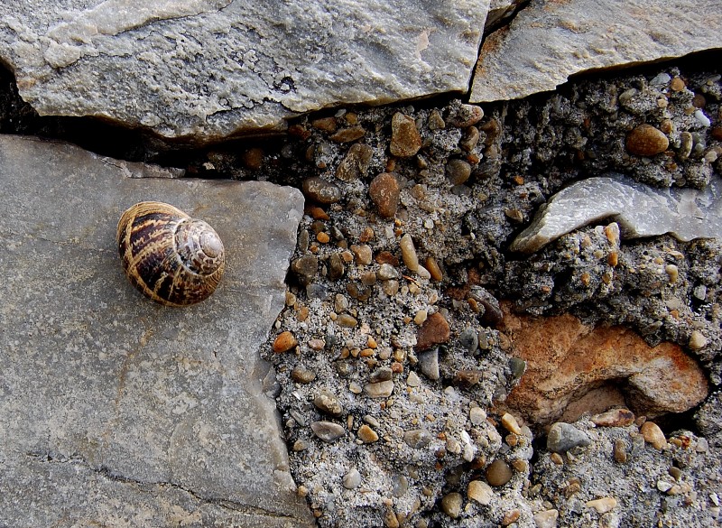 roca o caracol?