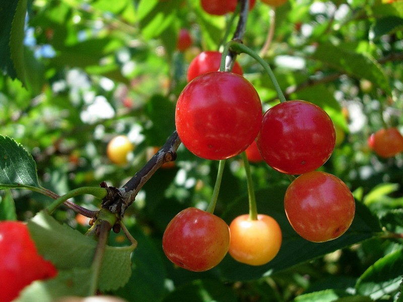 Cerezas