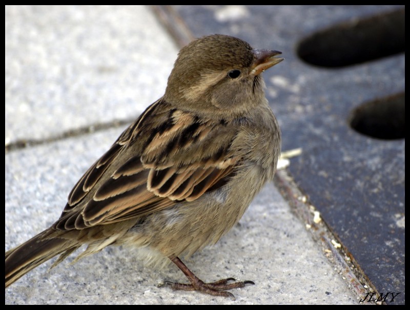 Para el amante de las aves.QIQUELARA