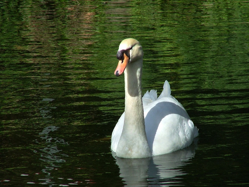 Cisne