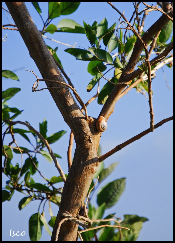 Caracol en rbol