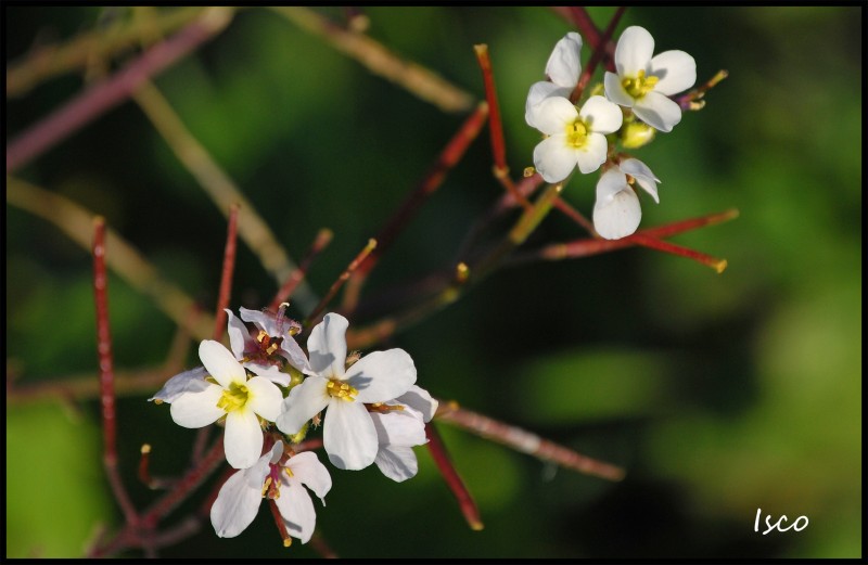 Florecillas blancas