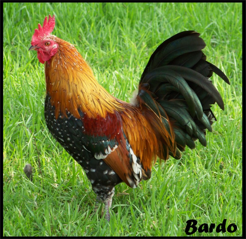 Gallo