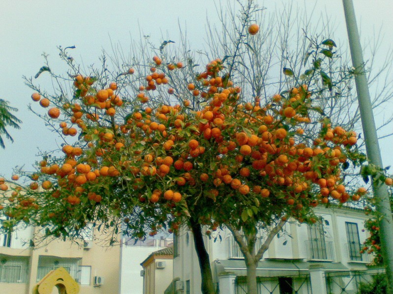 Muchas naranjas y pocas hojas.