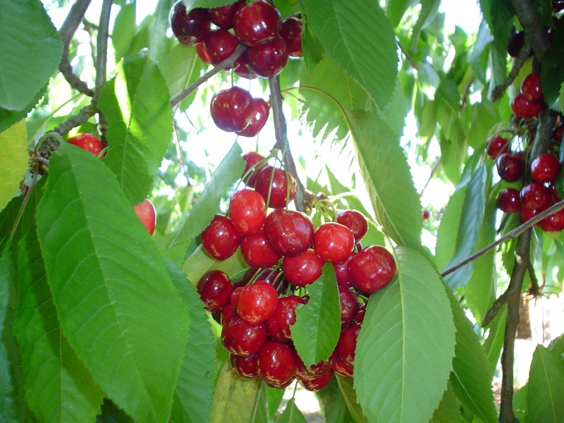 Cerezas de Quichamali