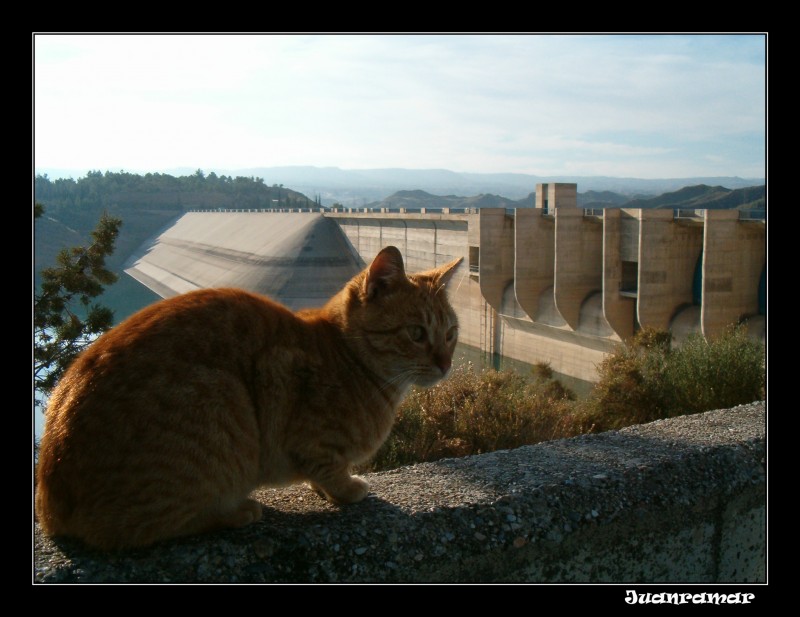 El Minino y la Presa