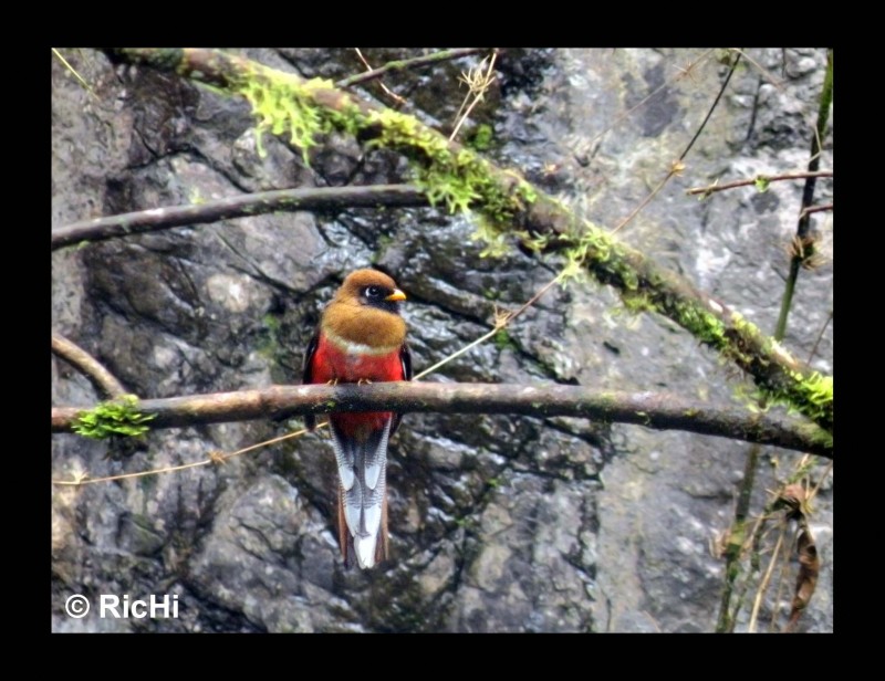 Pajaro dedicado a QUIQUELARA.