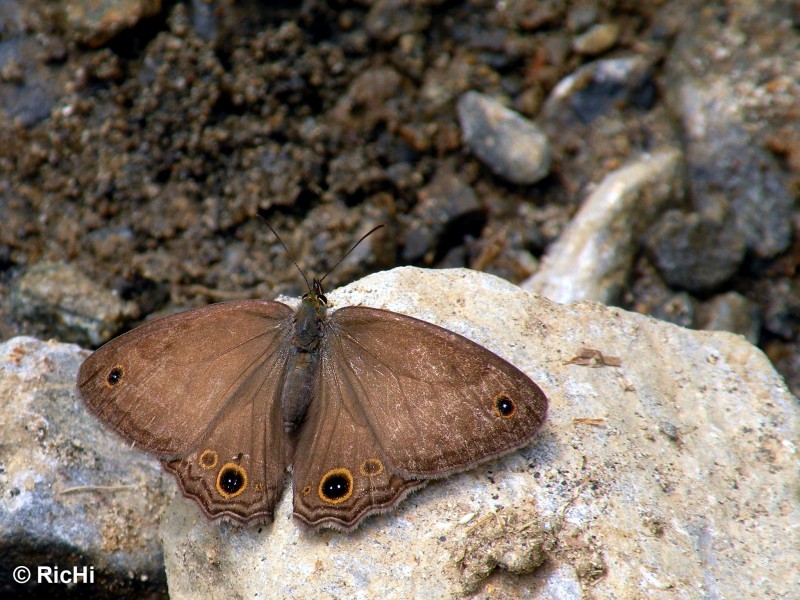 Mariposa