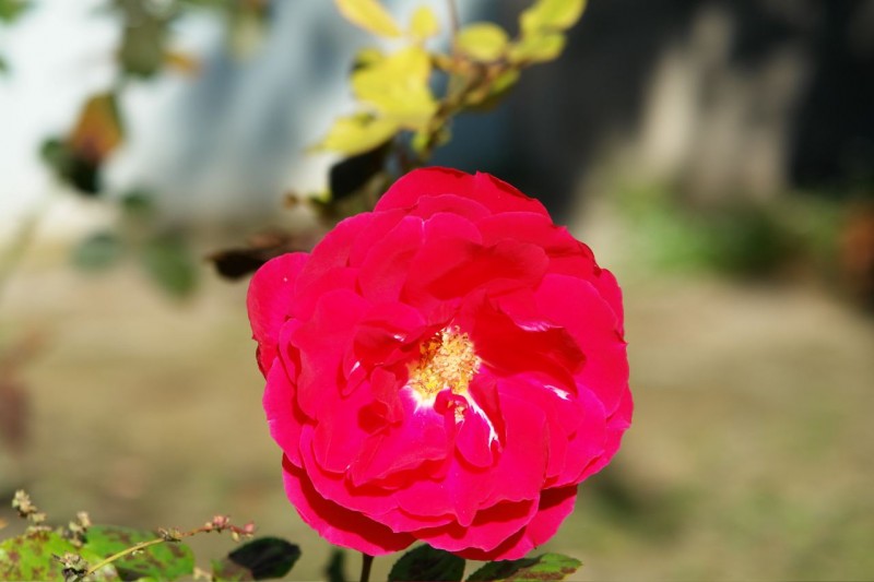 LA FLOR MAS BELLA