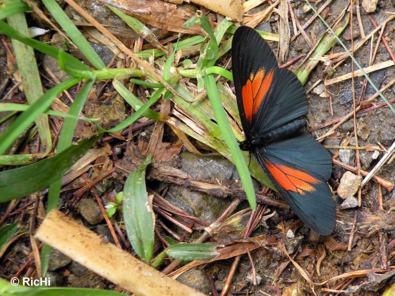 Mariposa en el pasto