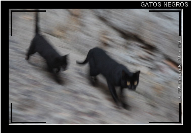 Gatos negros