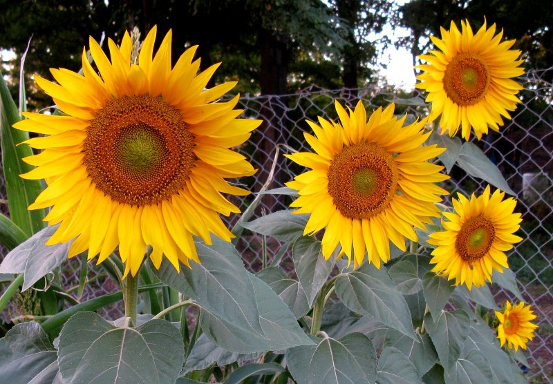 RAMOS DE GIRASOLES