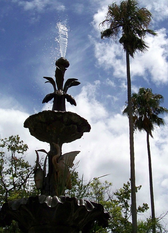 Chorro hacia el cielo. Jardn Botnico (Montevideo)