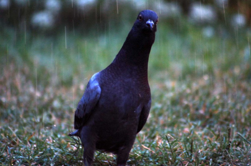 Jugando Bajo La Lluvia...