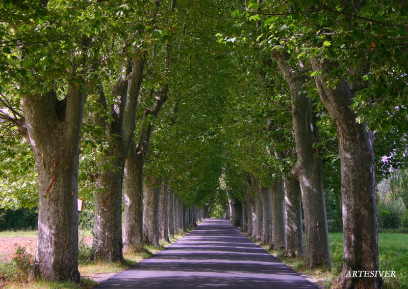 carretera y arboles