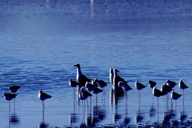 Reflejos