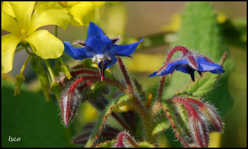 Flor azul