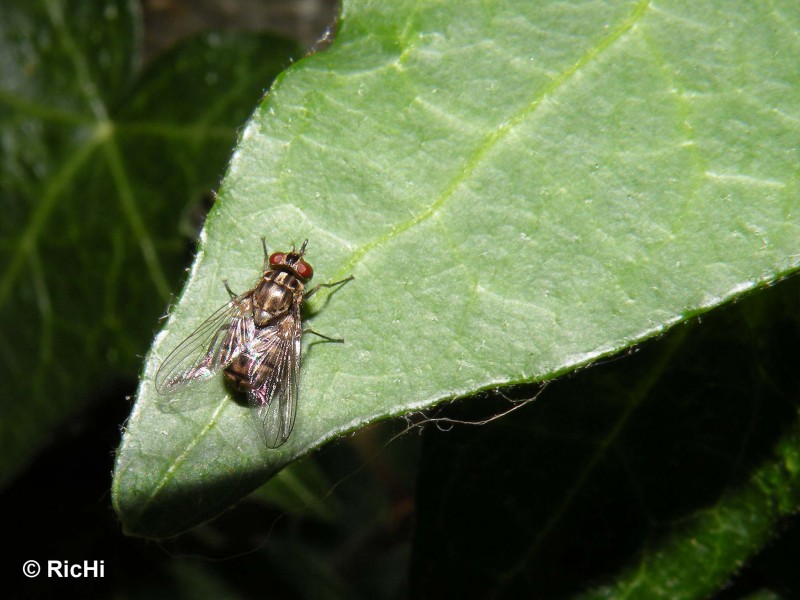 Mosca o Tabano?