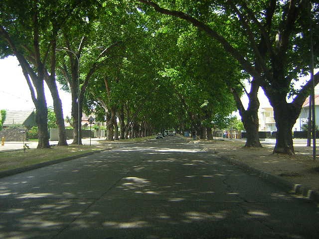 La tranquila Avenida Urmeneta, de Limache