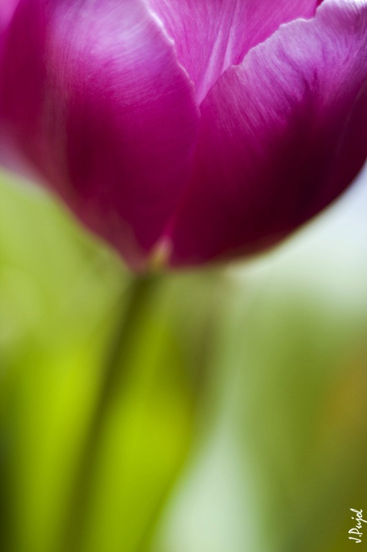 Transparencias de tulipn