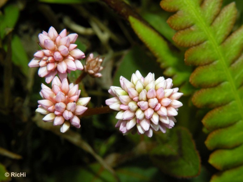 Flor Diminuta