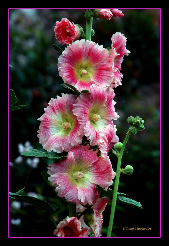 Una belleza, una flor